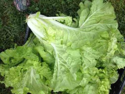 Spring Vegetables that Scoop and Wrap Image